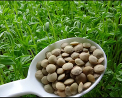 lentil