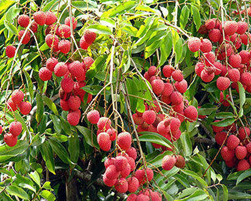 litchi