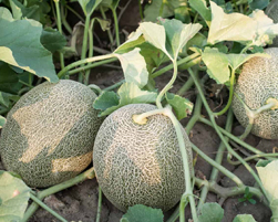 muskmelon