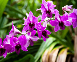 orchid