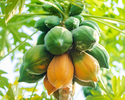 papaya