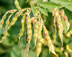pigeonpea