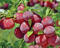 plum