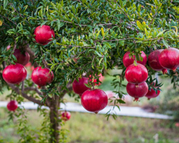 pomegranate