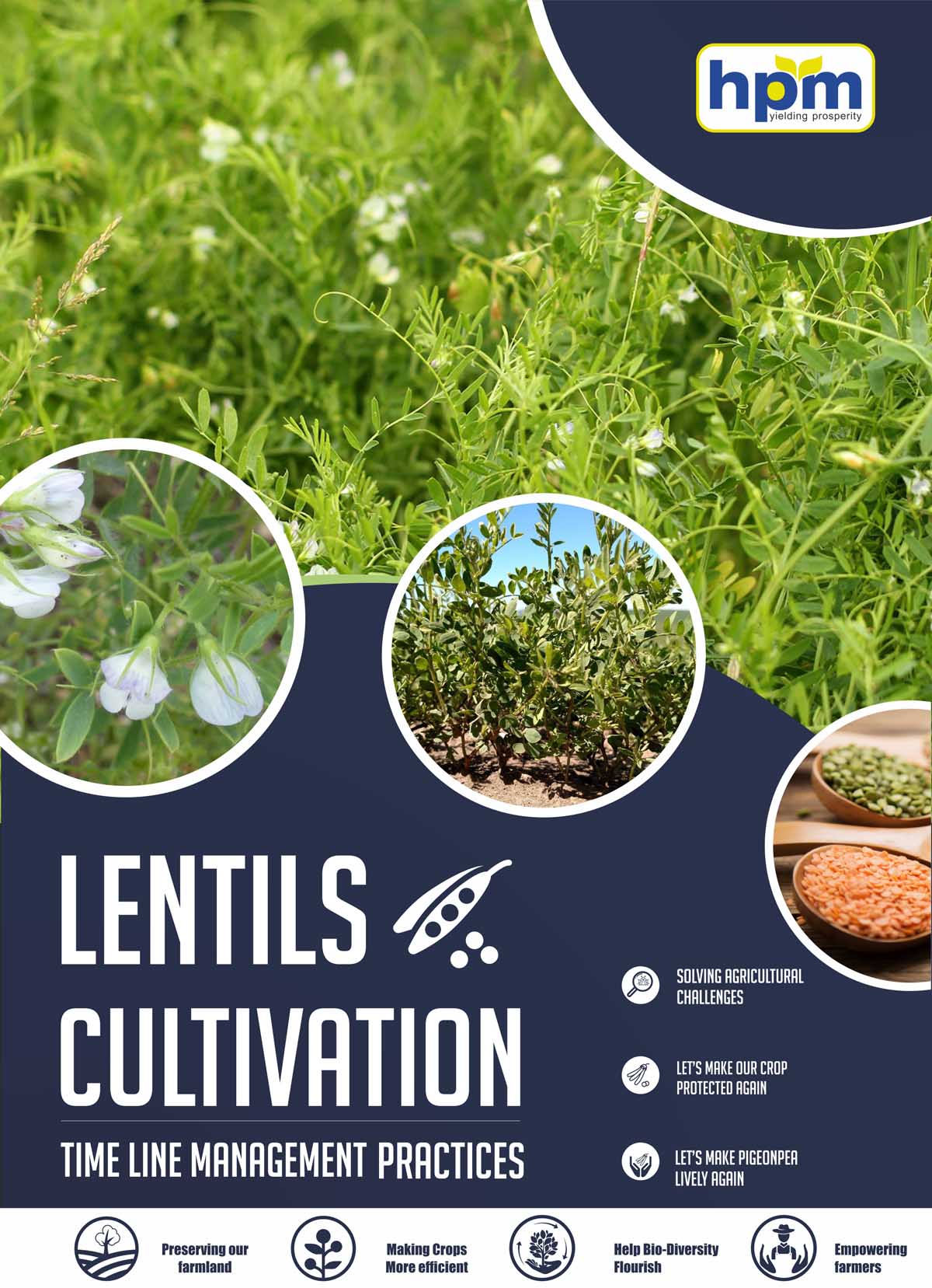 lentil