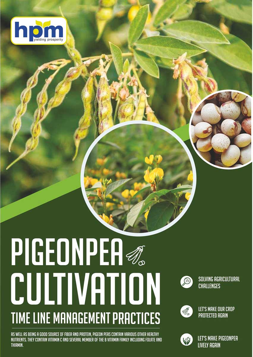 pigeonpea
