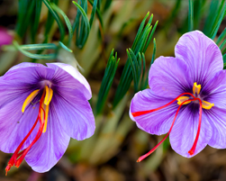 saffron