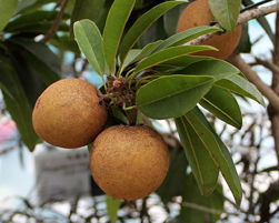 sapota