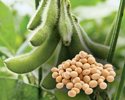 soyabean