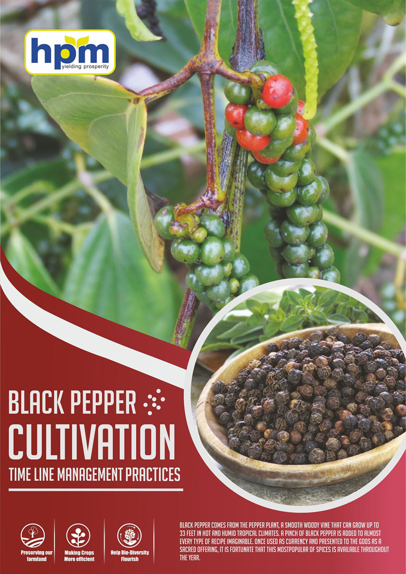 black pepper