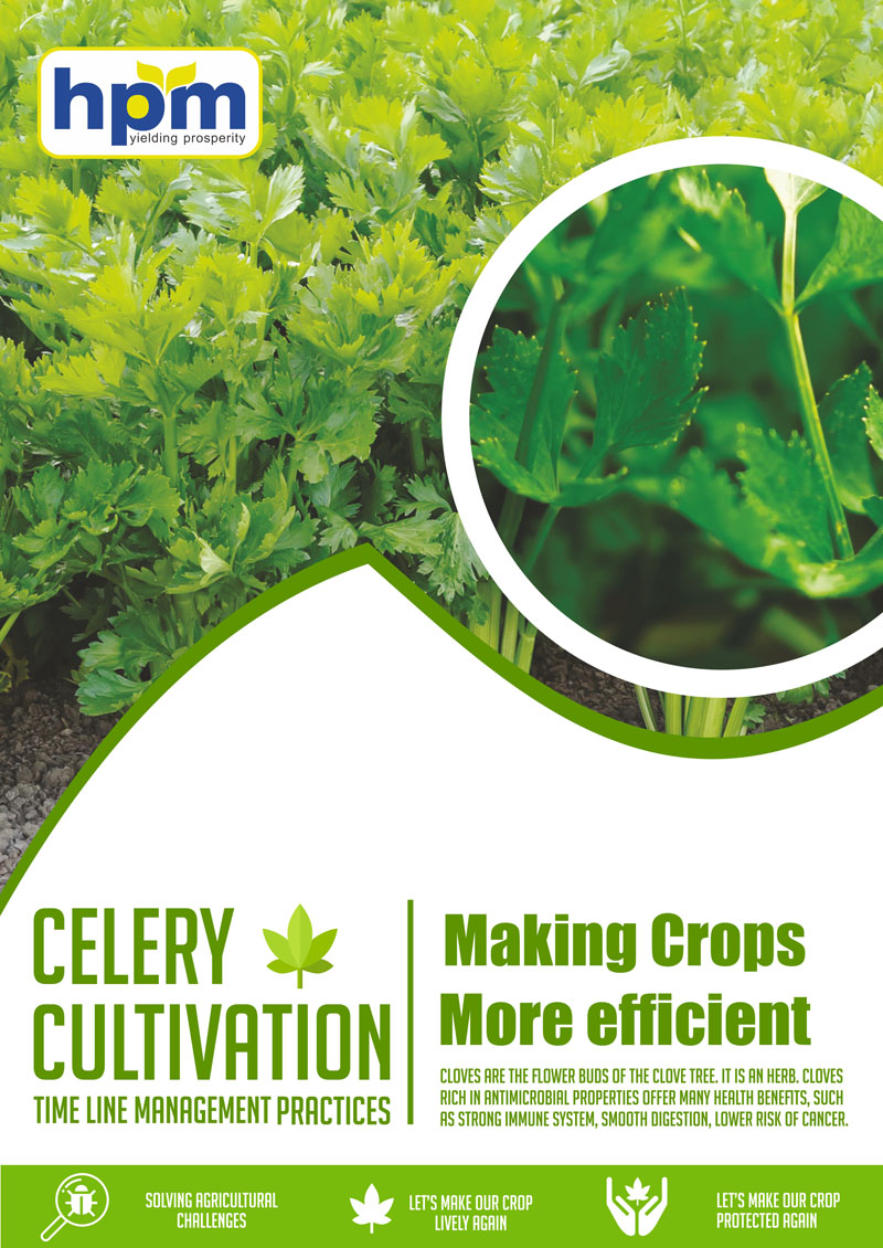celery