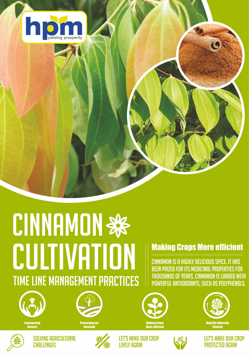 cinnamon