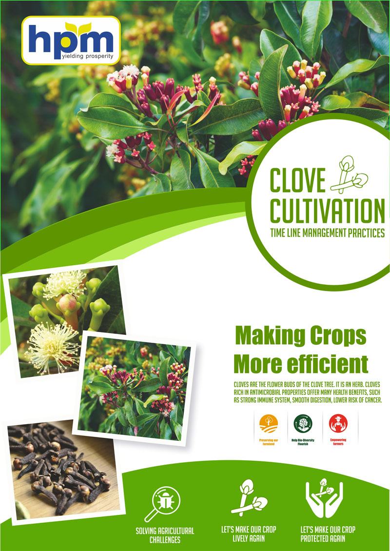 clove