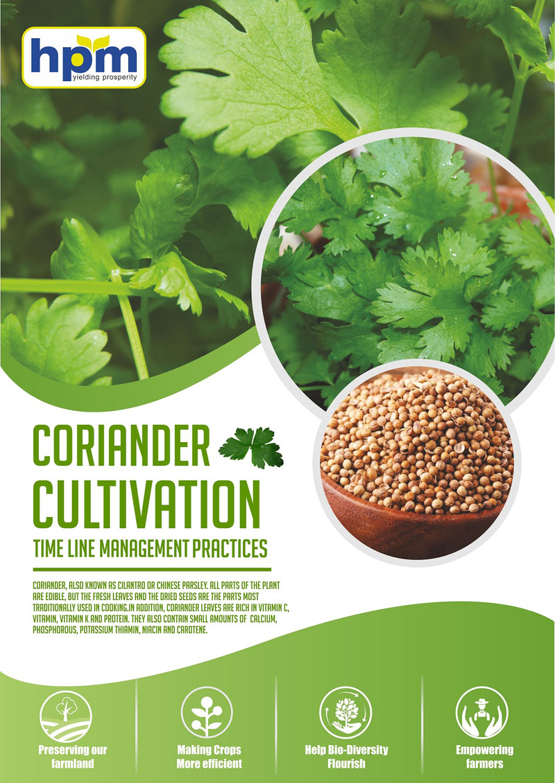 coriander