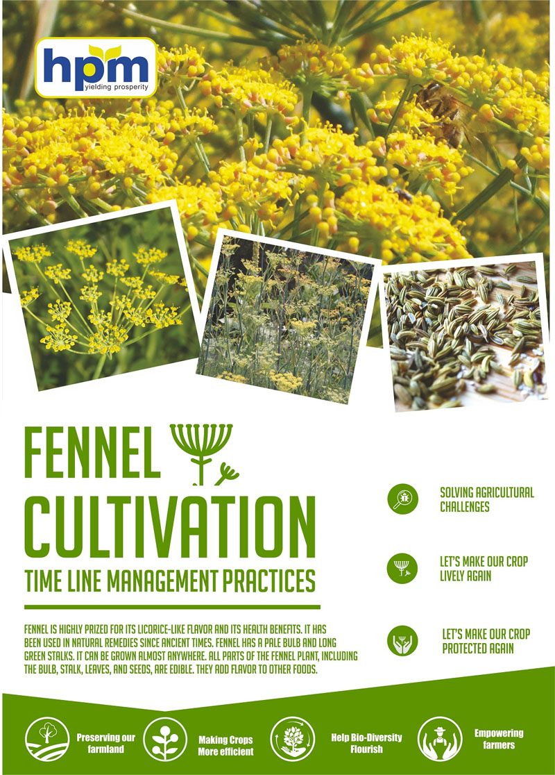 fennel