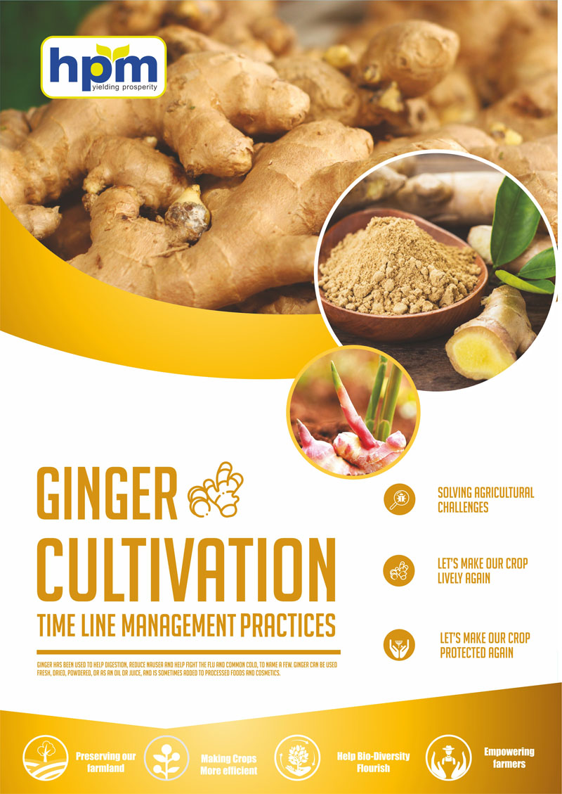 ginger