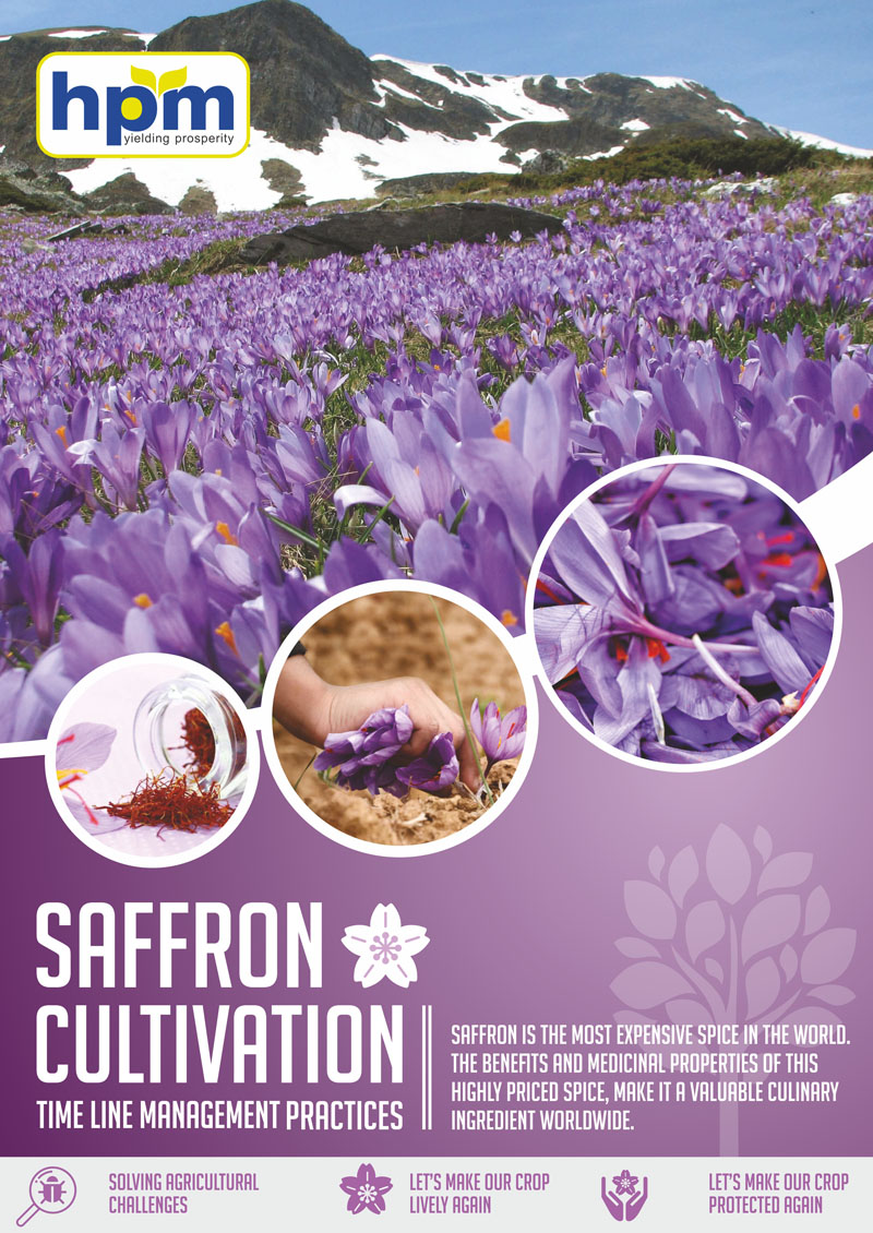 saffron