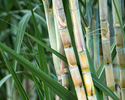 sugarcane