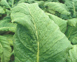 tobacco