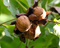 walnuts