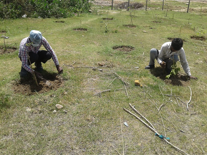 plantation samba
