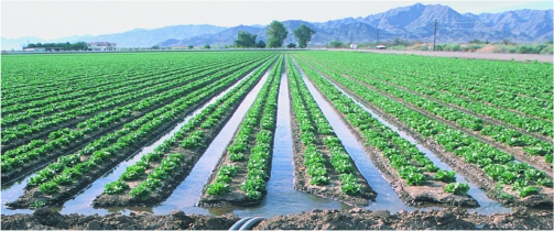 irrigation