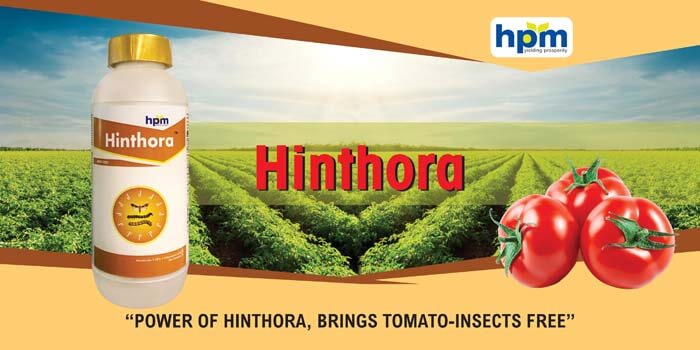 Hinthora