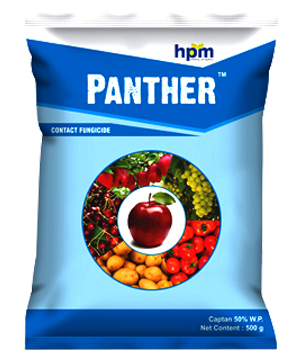 panther