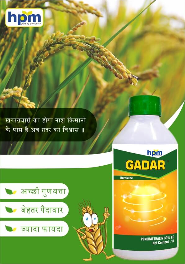 gadar